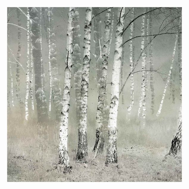 Fotobehang Dormant Birch Forest