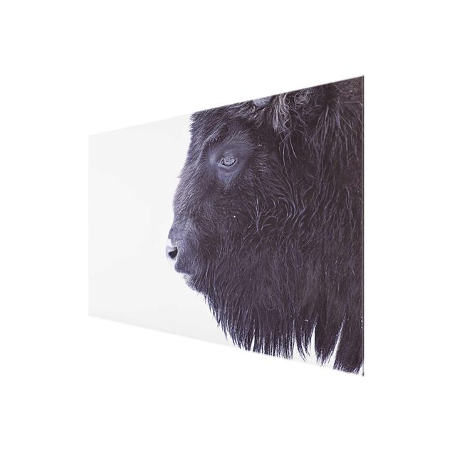 Glasschilderijen Portrait Of A Black Buffalo