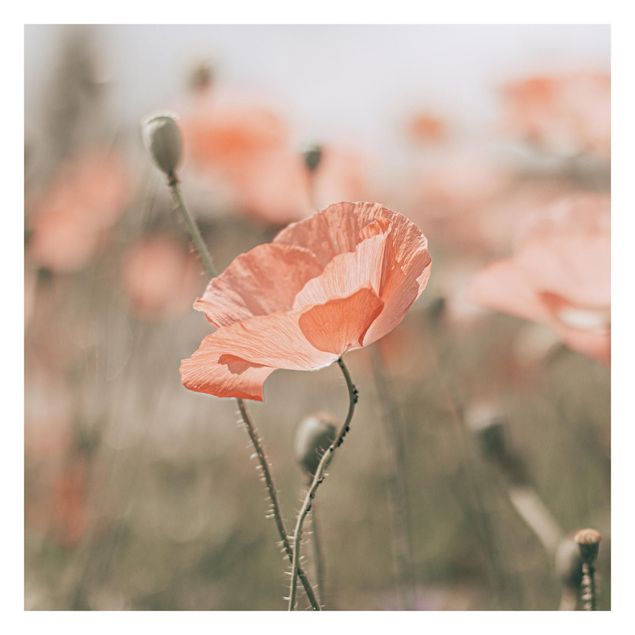 Fotobehang Sun-Kissed Poppy Fields