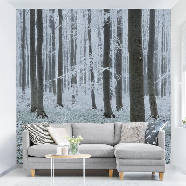 Fotobehang Beeches With Hoarfrost