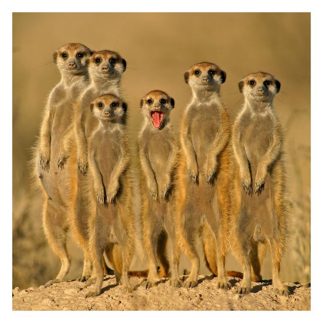 Fotobehang Meerkat Family