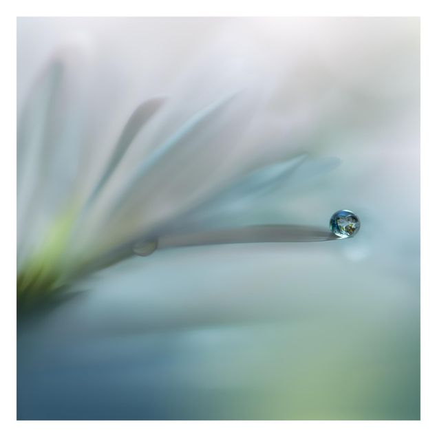 Fotobehang Dewdrops On White Blossom