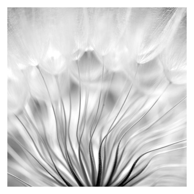 Fotobehang Beautiful Dandelion Black And White