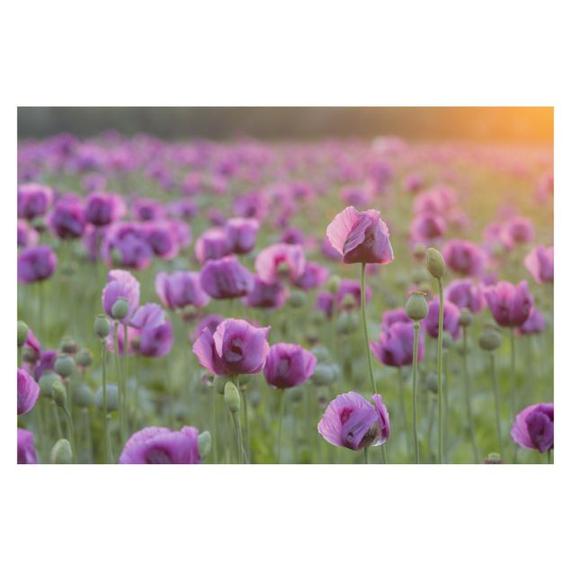 Fotobehang Purple Poppy Flower Meadow In Spring