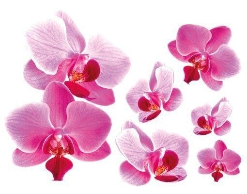 Muurstickers orchidee Pink Orchid