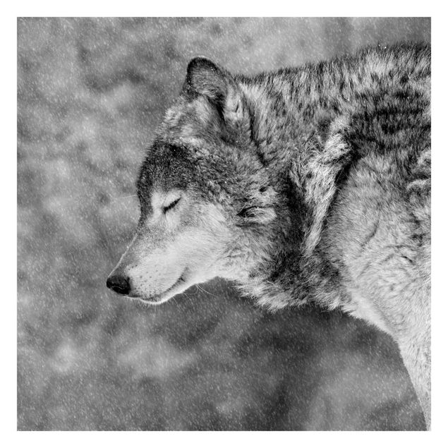 Fotobehang Winter Wolf