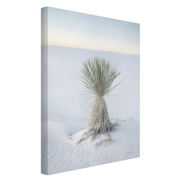 Canvas schilderijen - Yucca palm in white sand