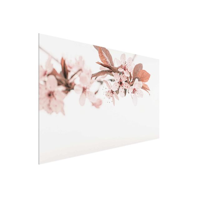 Glasschilderijen Delicate Cherry Blossoms On A Twig