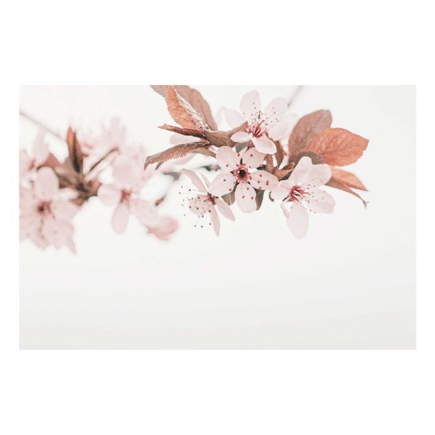 Glasschilderijen Delicate Cherry Blossoms On A Twig