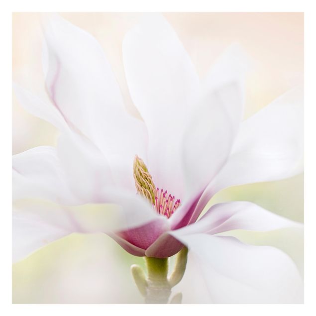 Fotobehang Delicate Magnolia Blossom