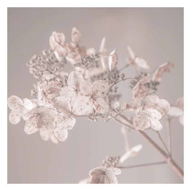 Fotobehang Delicate White Hydrangea
