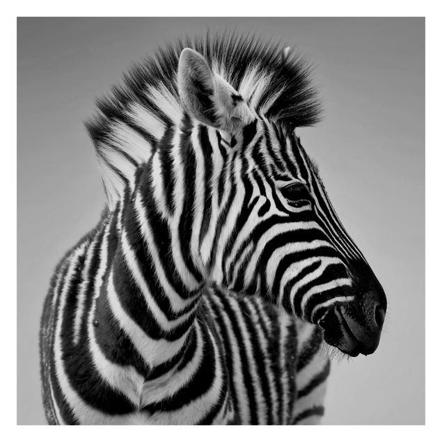 Fotobehang Zebra Baby Portrait II
