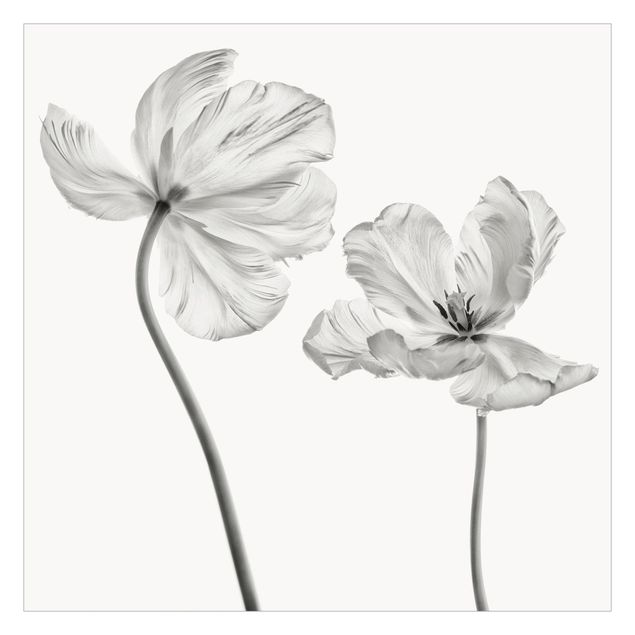 Fotobehang Two Delicate White Tulips