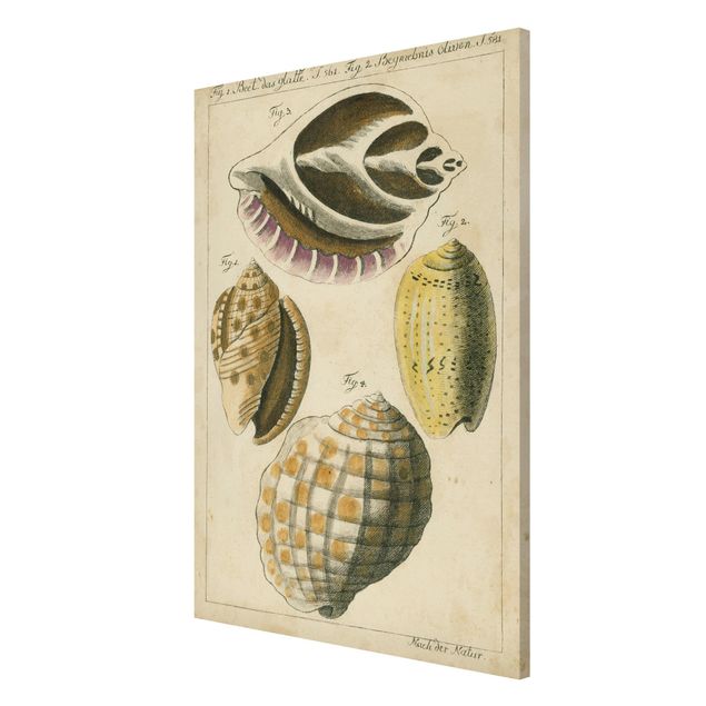 Magneetborden Vintage Conch Drawing Yellow