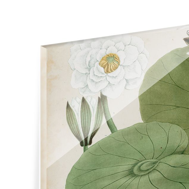 Spatscherm keuken Vintage Illustration White Water-Lily