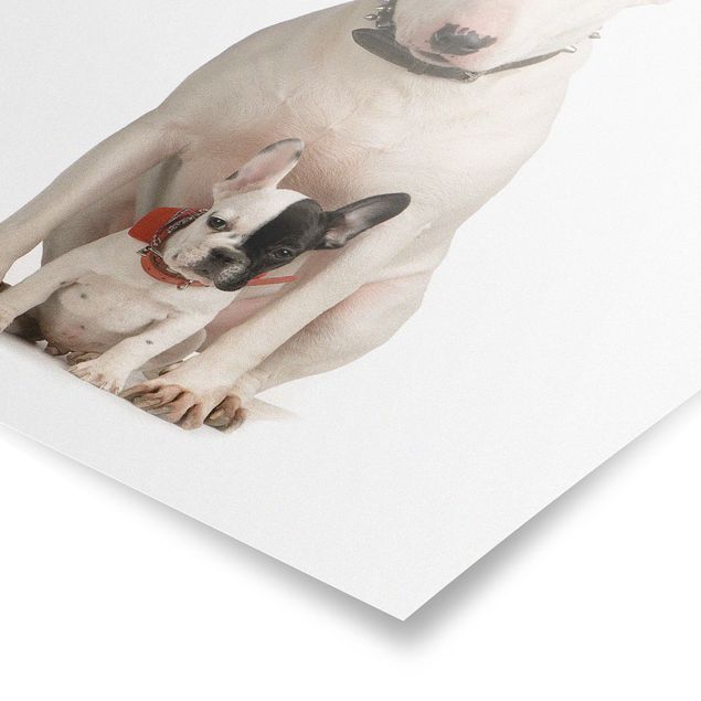 Posters Bull Terrier and Friend