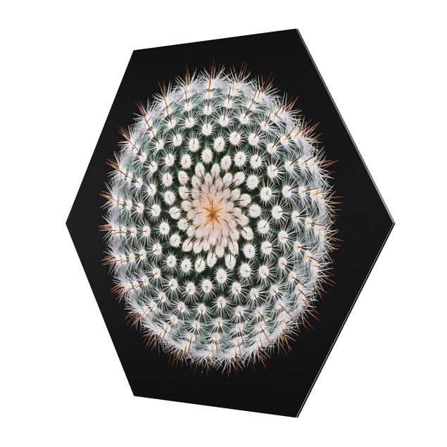 Hexagons Aluminium Dibond schilderijen Cactus Flower
