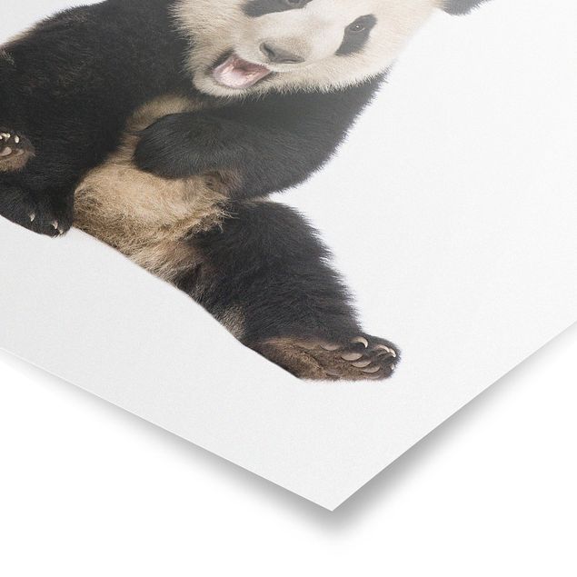 Posters Laughing Panda