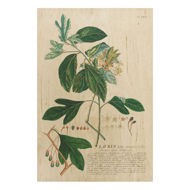 Houten schilderijen Vintage Botanical Illustration Laurel