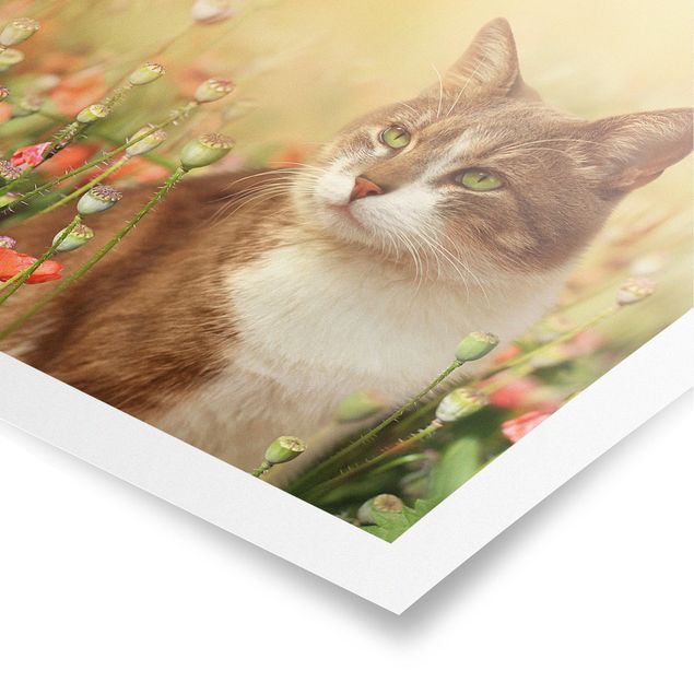 Posters Cat In A Field Of Poppies