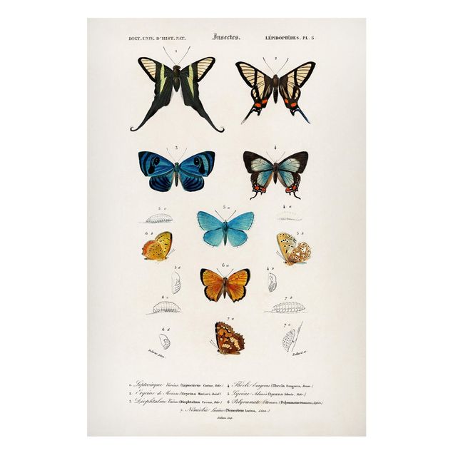 Magneetborden Vintage Board Butterflies I