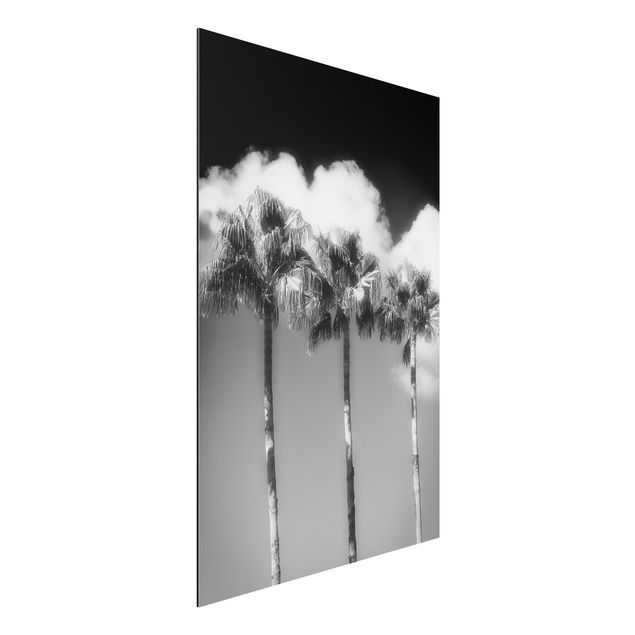 Aluminium Dibond schilderijen Palm Trees Against The Sky Black And White