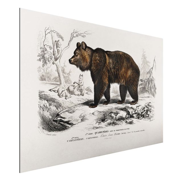 Aluminium Dibond schilderijen Vintage Board Brown Bear