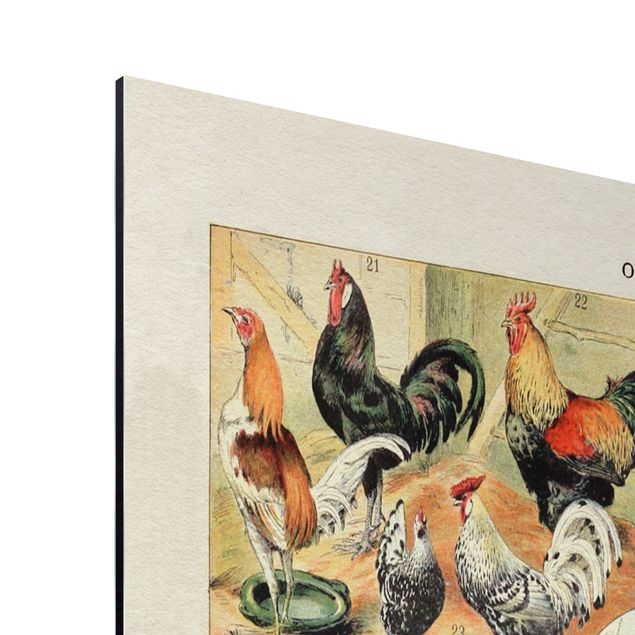 Aluminium Dibond schilderijen Vintage Board European Birds