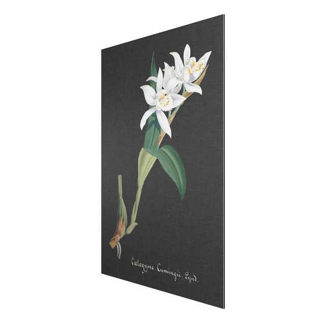 Aluminium Dibond schilderijen White Orchid On Linen II