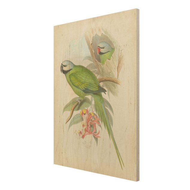 Houten schilderijen Vintage Illustration Tropical Birds II