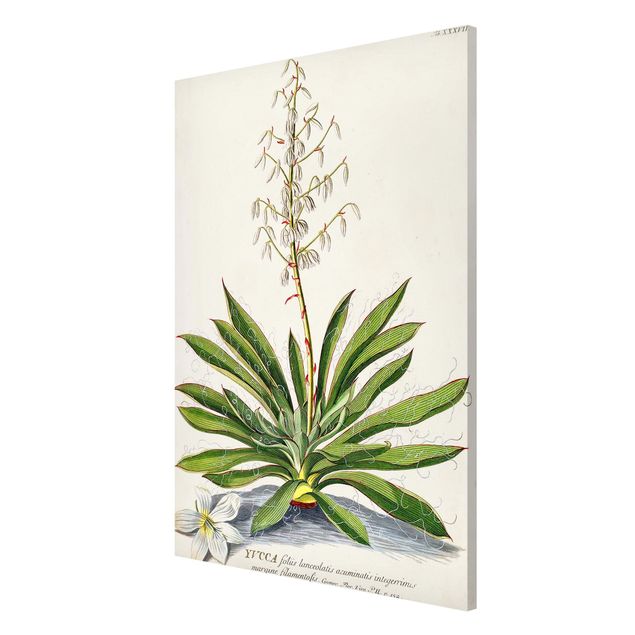 Magneetborden Vintage Botanical Illustration Yucca