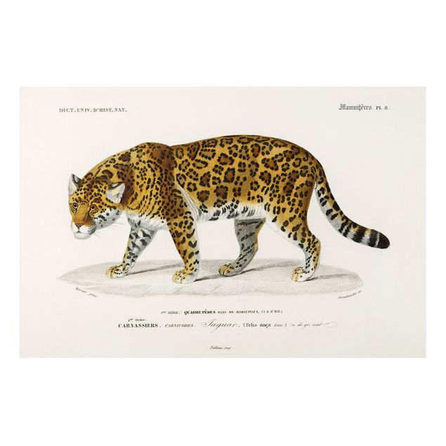 Forex schilderijen Vintage Board Jaguar
