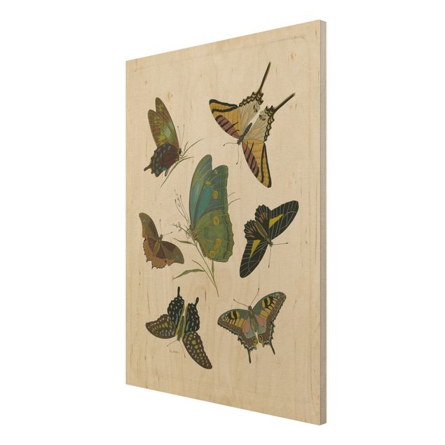 Houten schilderijen Vintage Illustration Exotic Butterflies