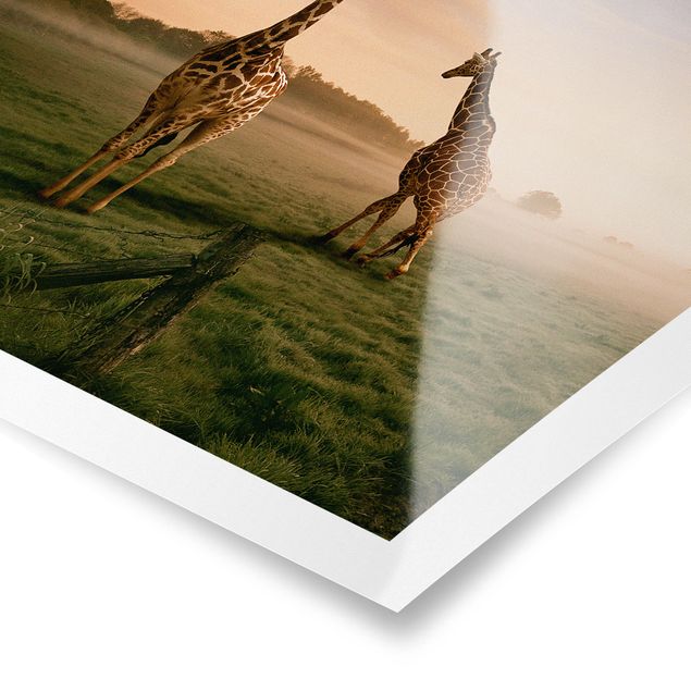 Posters Surreal Giraffes