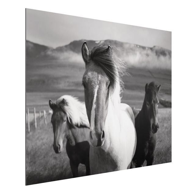 Aluminium Dibond schilderijen Wild Horses Black And White