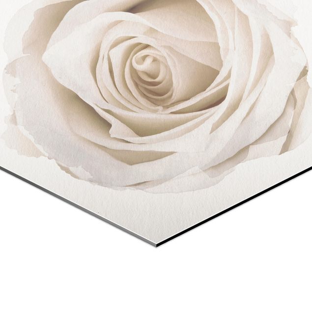 Hexagons Aluminium Dibond schilderijen WaterColours - Pretty White Rose