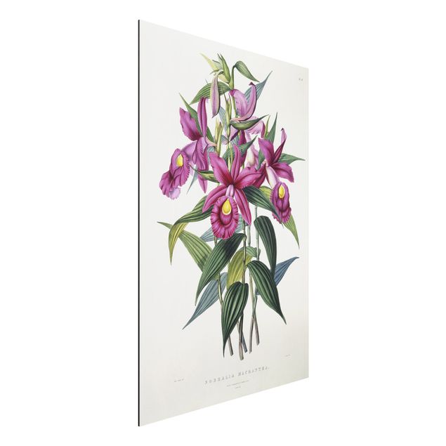 Aluminium Dibond schilderijen Maxim Gauci - Orchid I