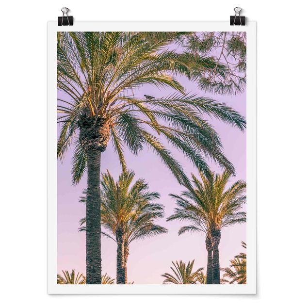 Posters Palm Trees At Sunset
