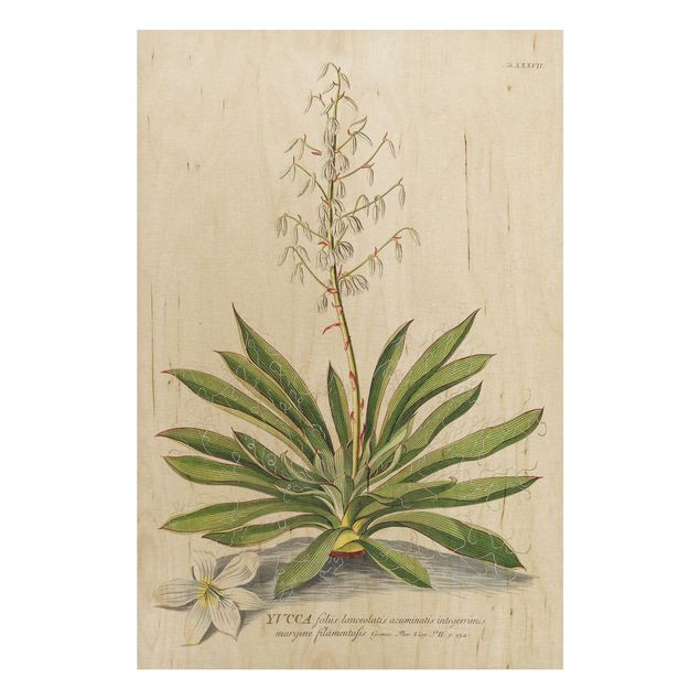 Houten schilderijen Vintage Botanical Illustration Yucca