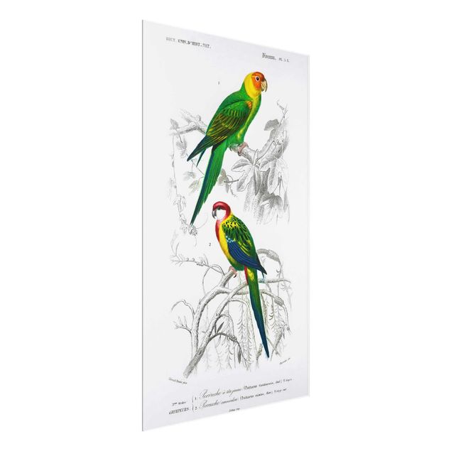 Glasschilderijen Vintage Wall Chart Two Parrots Green Red