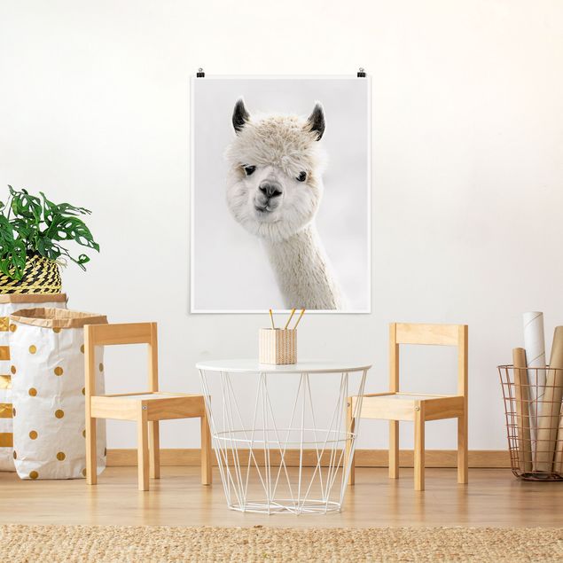 Posters Alpaca Portrait
