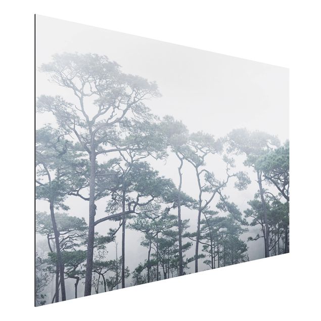 Aluminium Dibond schilderijen Treetops In Fog