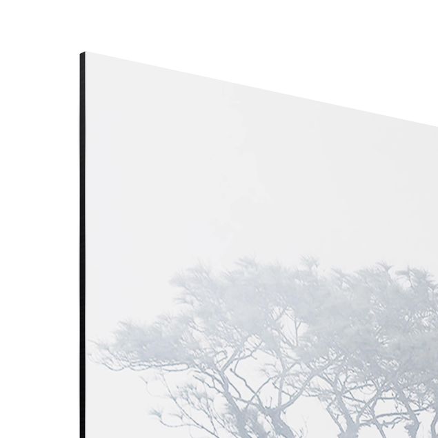 Aluminium Dibond schilderijen Treetops In Fog