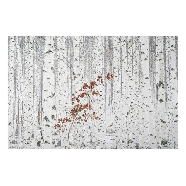 Aluminium Dibond schilderijen Birch Trees In Autumn