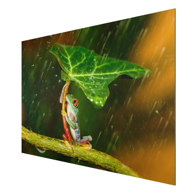 Aluminium Dibond schilderijen Frog In The Rain