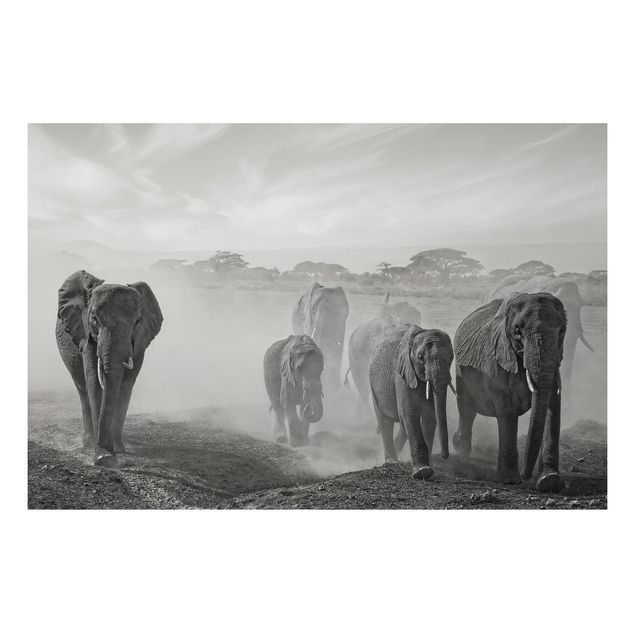 Aluminium Dibond schilderijen Herd Of Elephants