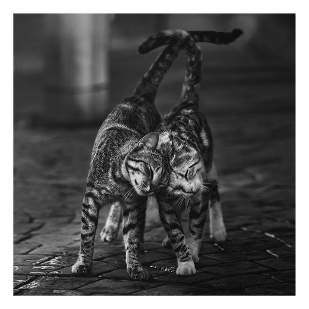 Aluminium Dibond schilderijen Cat Friendship