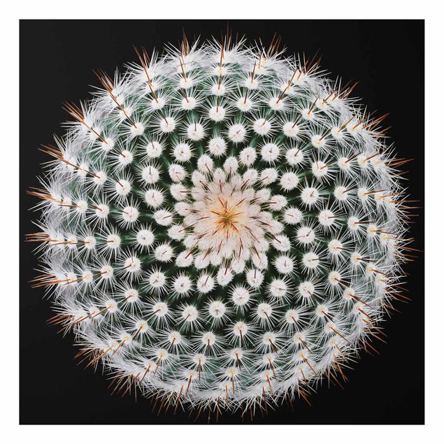 Aluminium Dibond schilderijen Cactus Flower