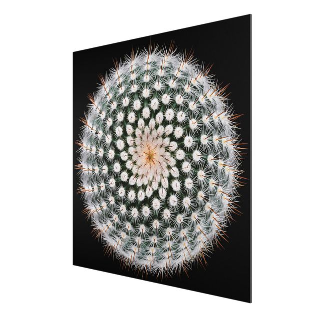 Aluminium Dibond schilderijen Cactus Flower