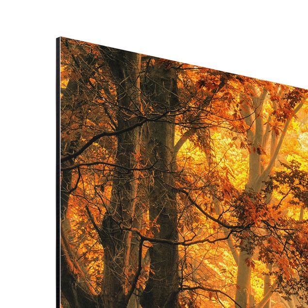 Aluminium Dibond schilderijen Enchanted Forest In Autumn